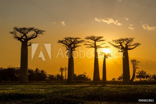 Picture of Evening in Baobab avenue